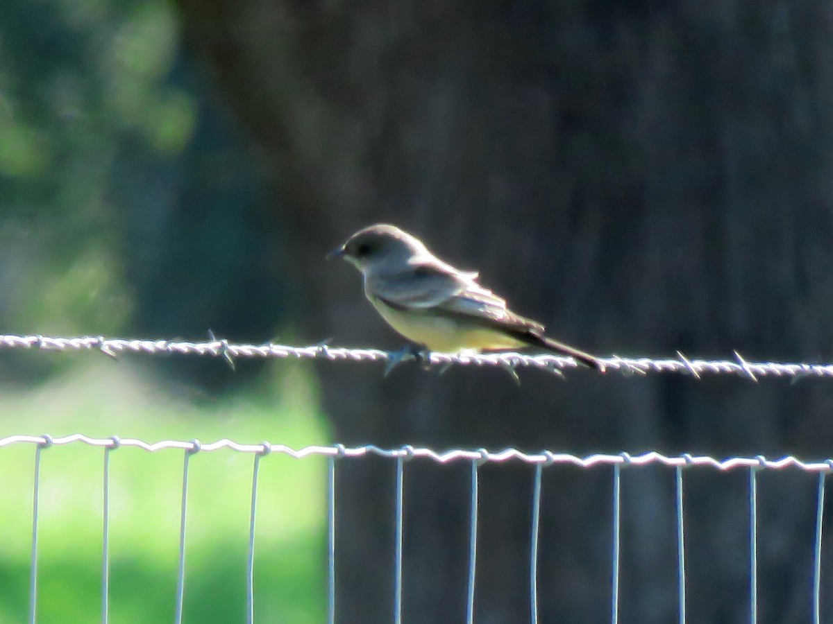 Say's Phoebe - ML140387751