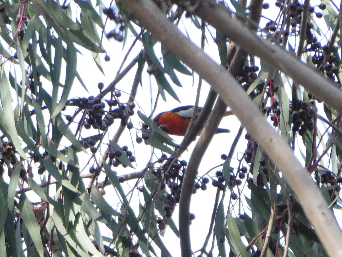 Bullock's Oriole - ML140387951