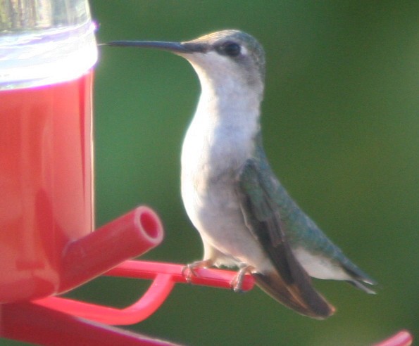 Ruby-throated Hummingbird - ML140388061