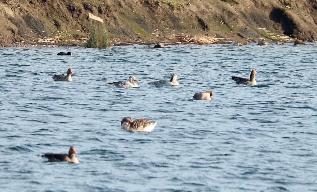 Bar-headed Goose - ML140388591