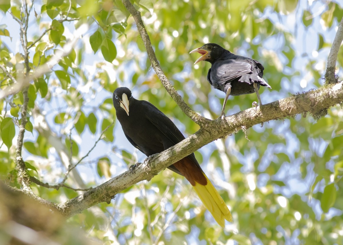 Giant Cowbird - ML140388861