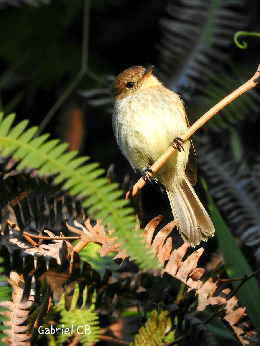 Bran-colored Flycatcher - ML140389271