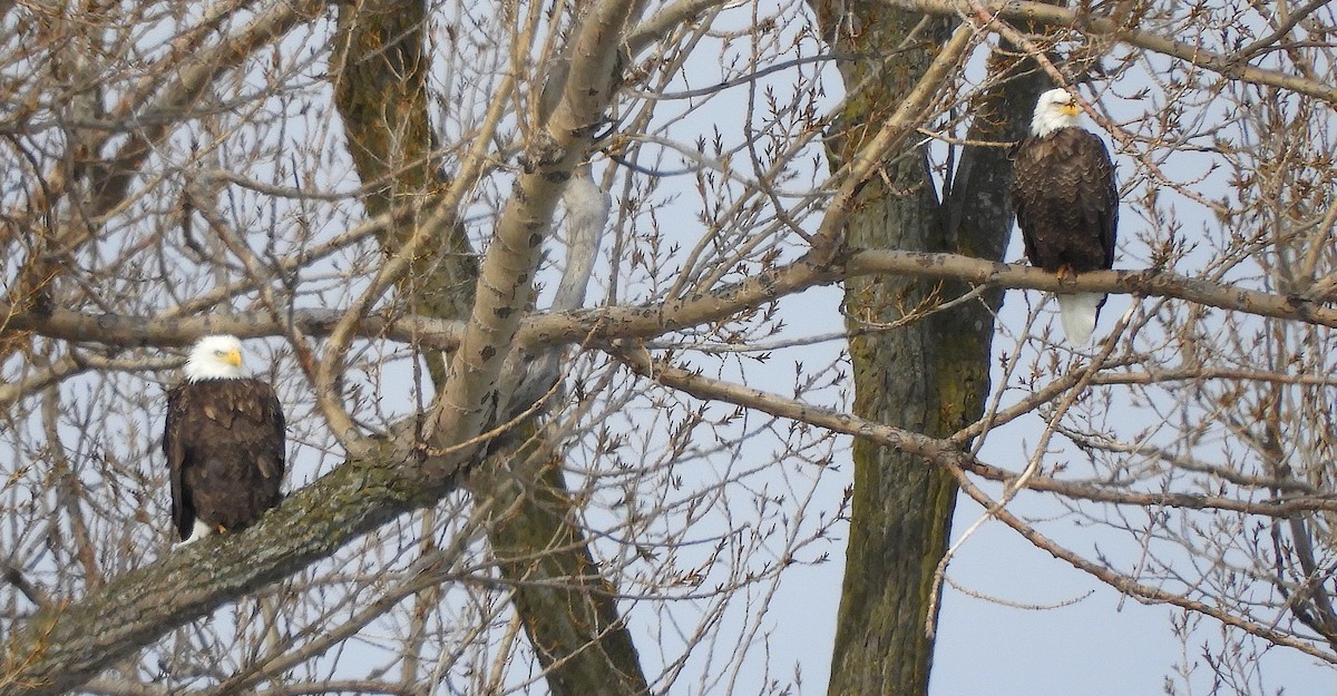 Bald Eagle - ML140389751