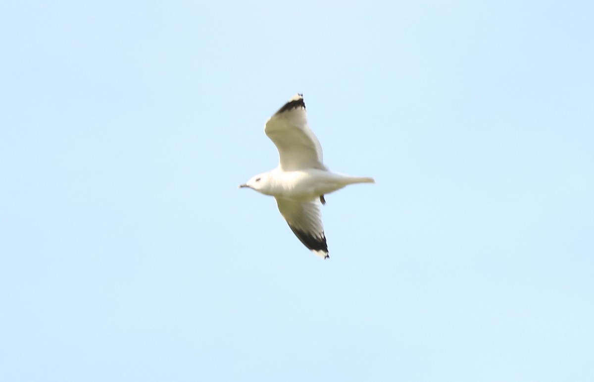 Common Gull - Letty Roedolf Groenenboom