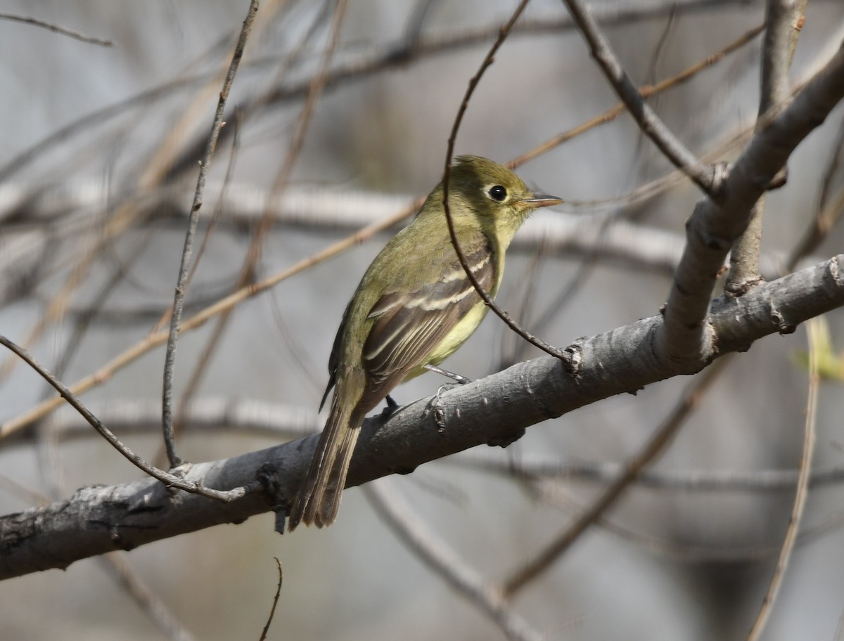 Western Flycatcher (Pacific-slope) - ML140390031