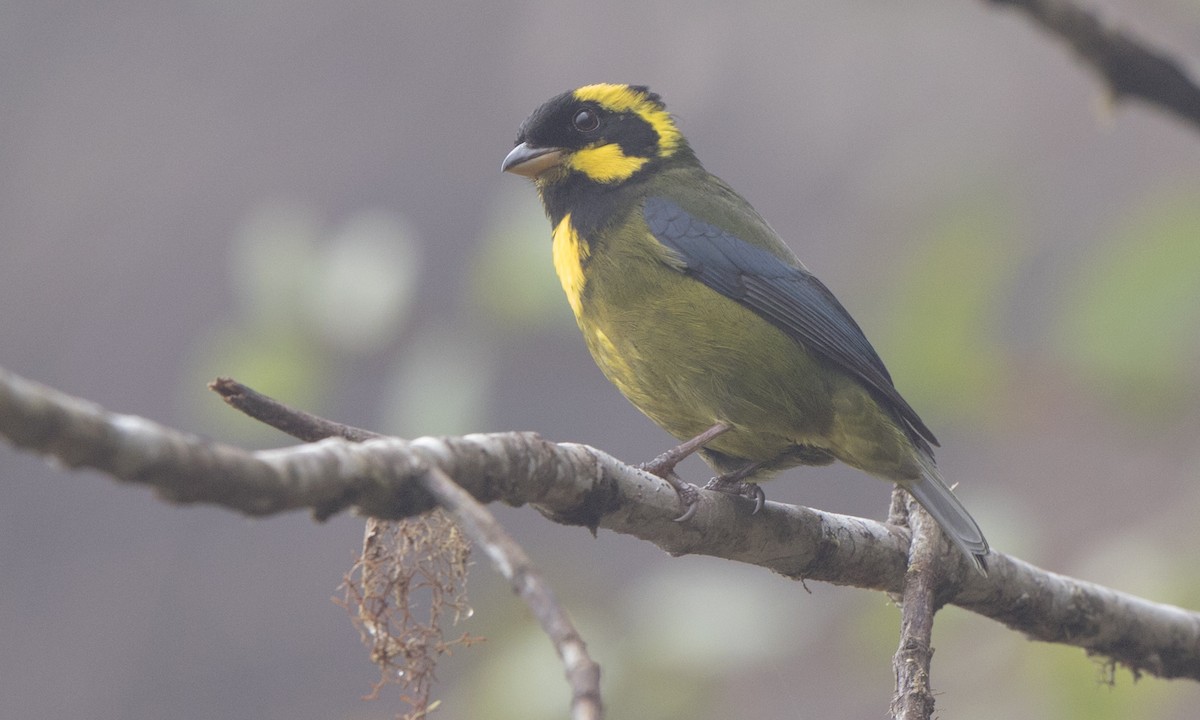 Gold-ringed Tanager - Steve Kelling
