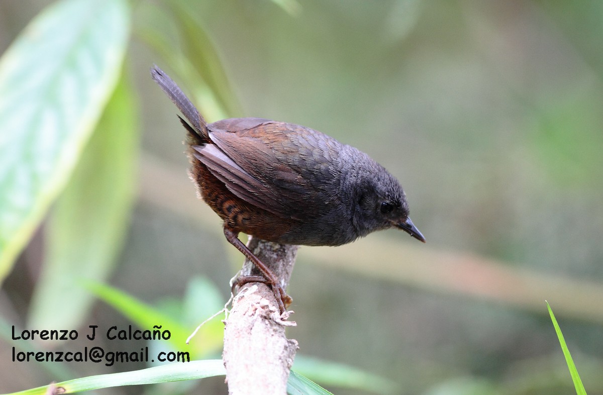 Caracas Tapaculo - Lorenzo Calcaño