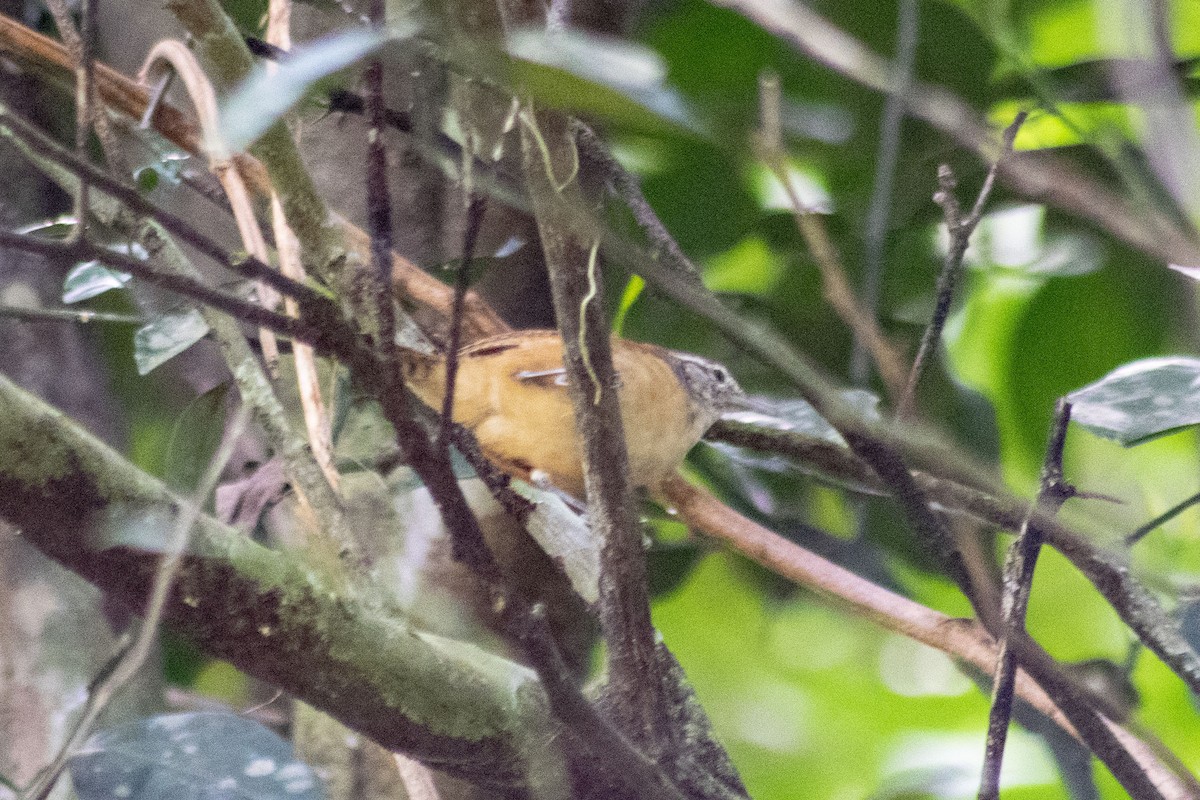 Buff-breasted Wren - ML140391201