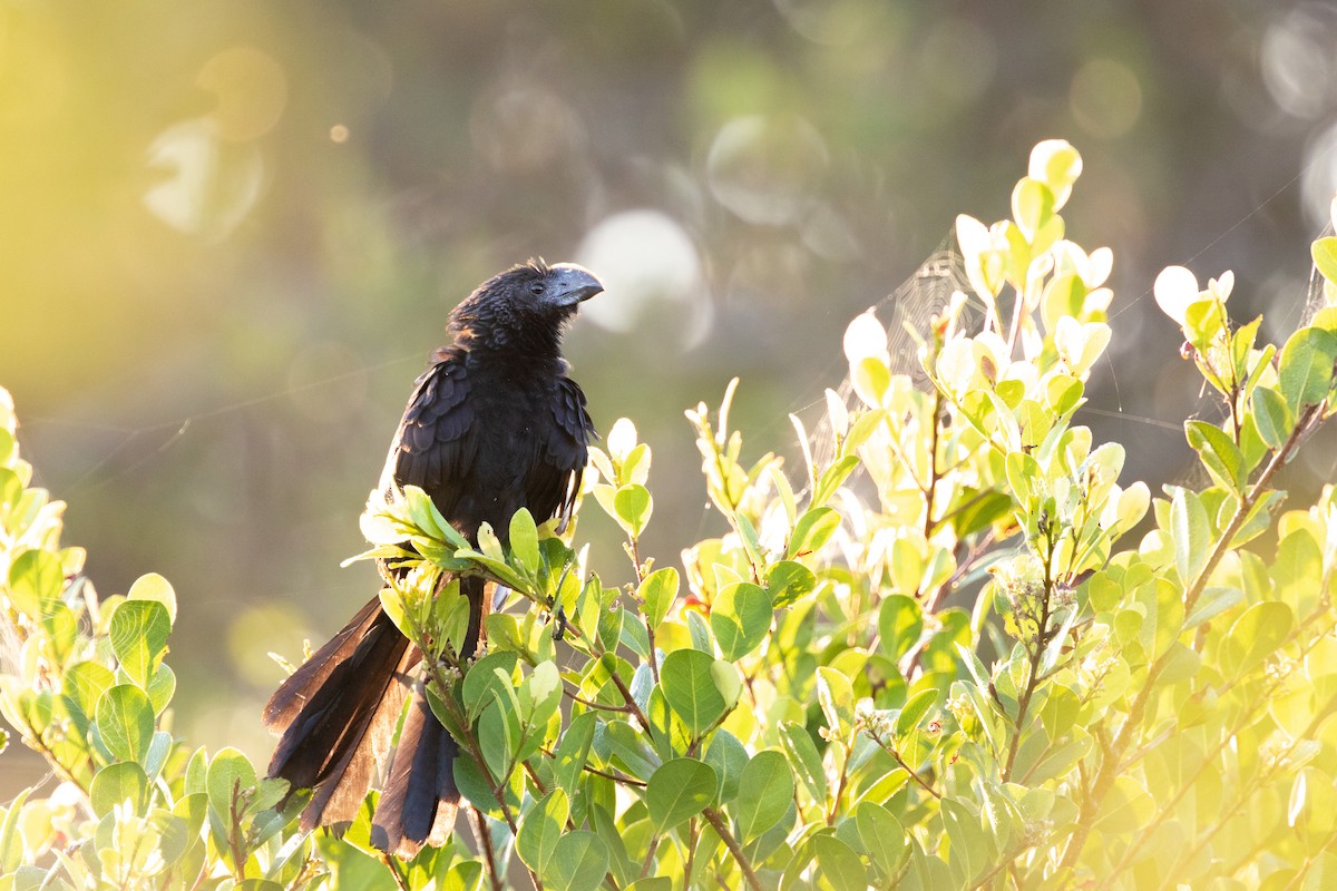 Smooth-billed Ani - ML140391681