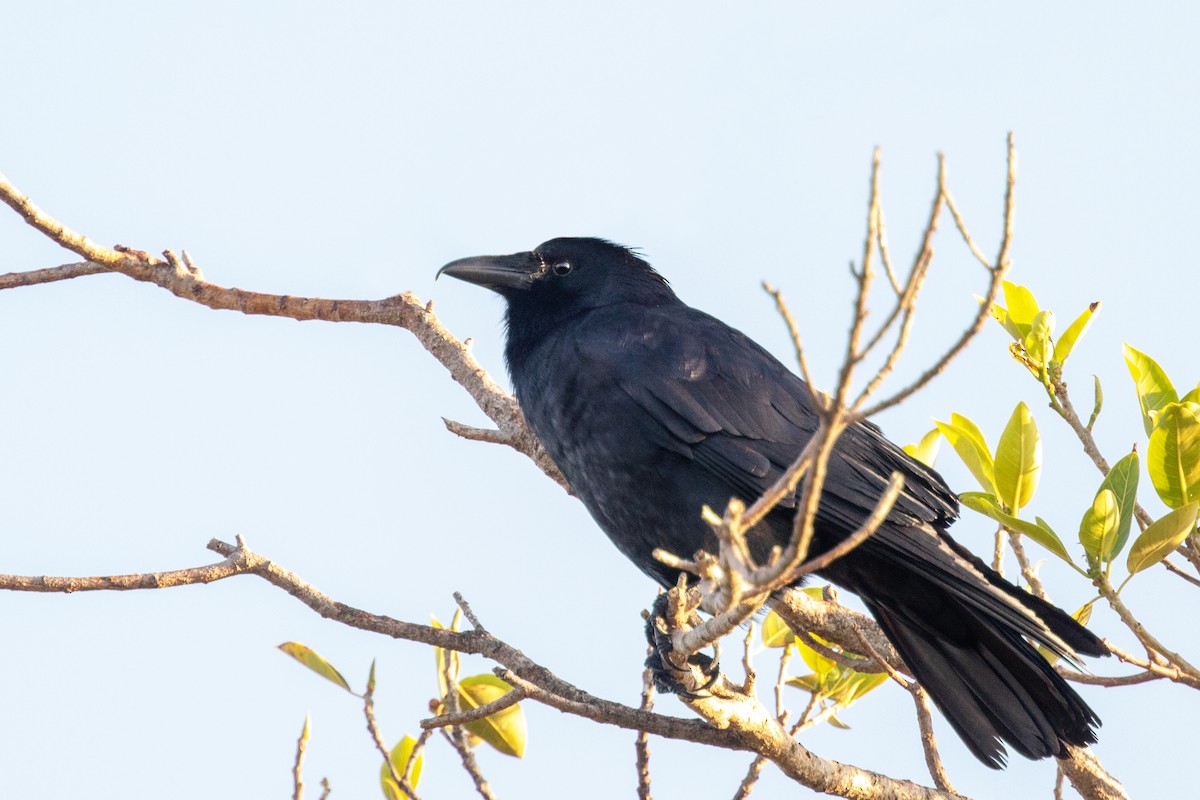 Fish Crow - ML140391701