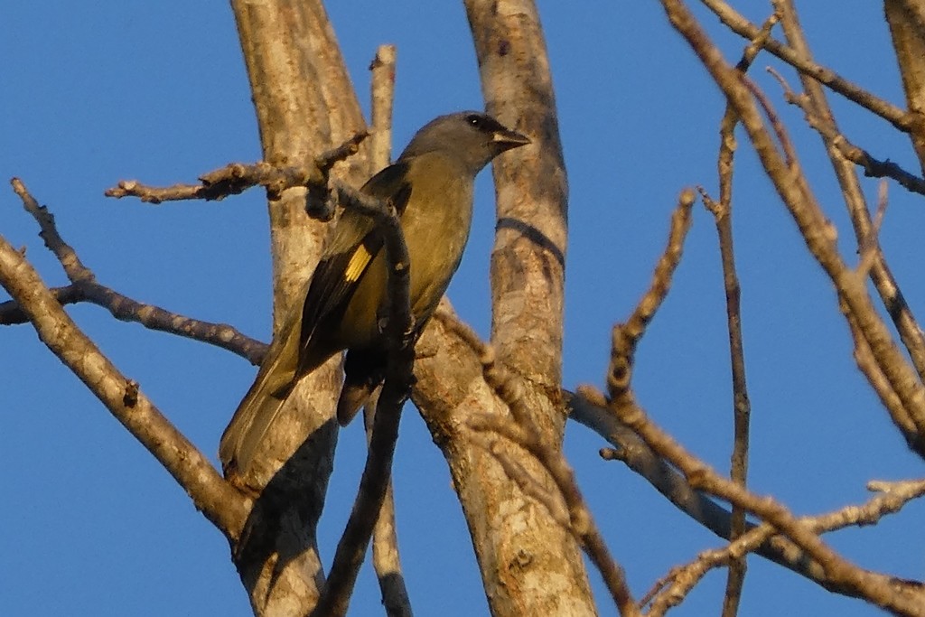 Yellow-winged Tanager - ML140393701