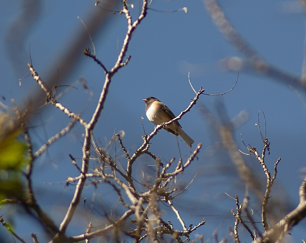 Junco ardoisé - ML140394331