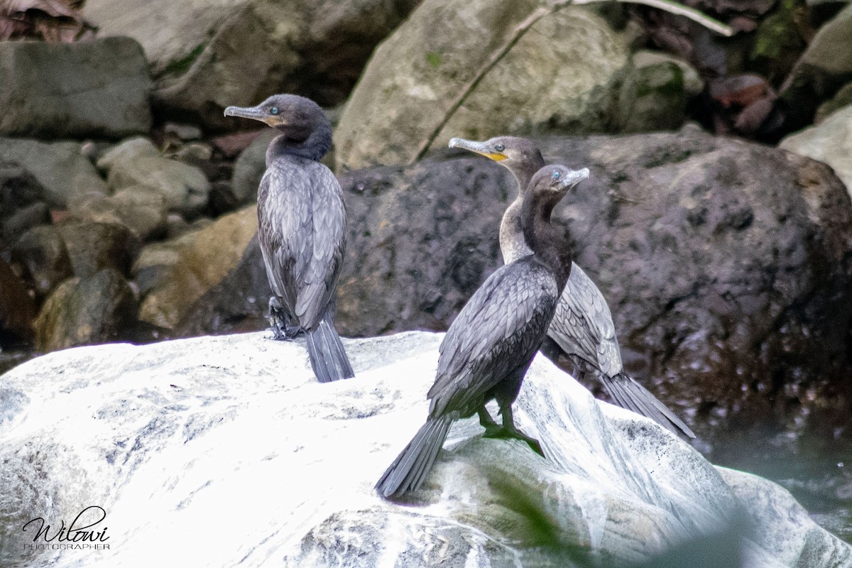 Neotropic Cormorant - ML140394381