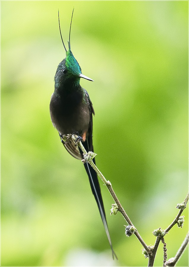 Wire-crested Thorntail - ML140394541