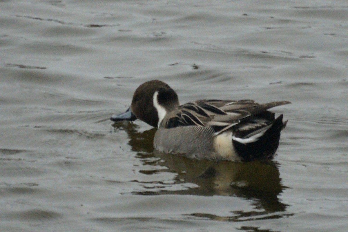 Northern Pintail - Gary Roberts