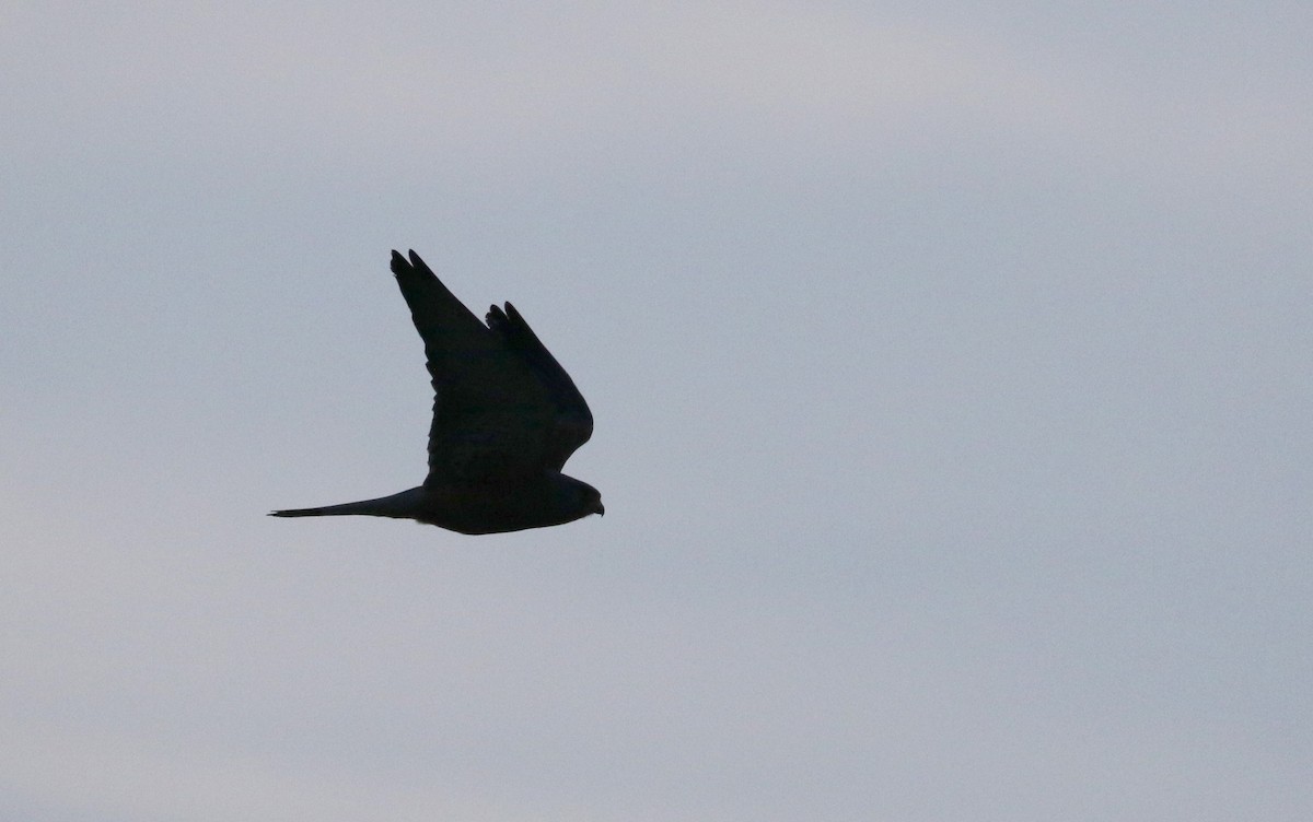 Lesser Kestrel - ML140394981