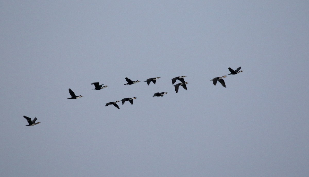 Great Cormorant (White-breasted) - ML140395001