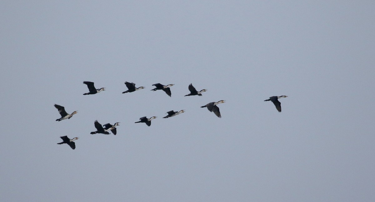 Great Cormorant (White-breasted) - ML140395041