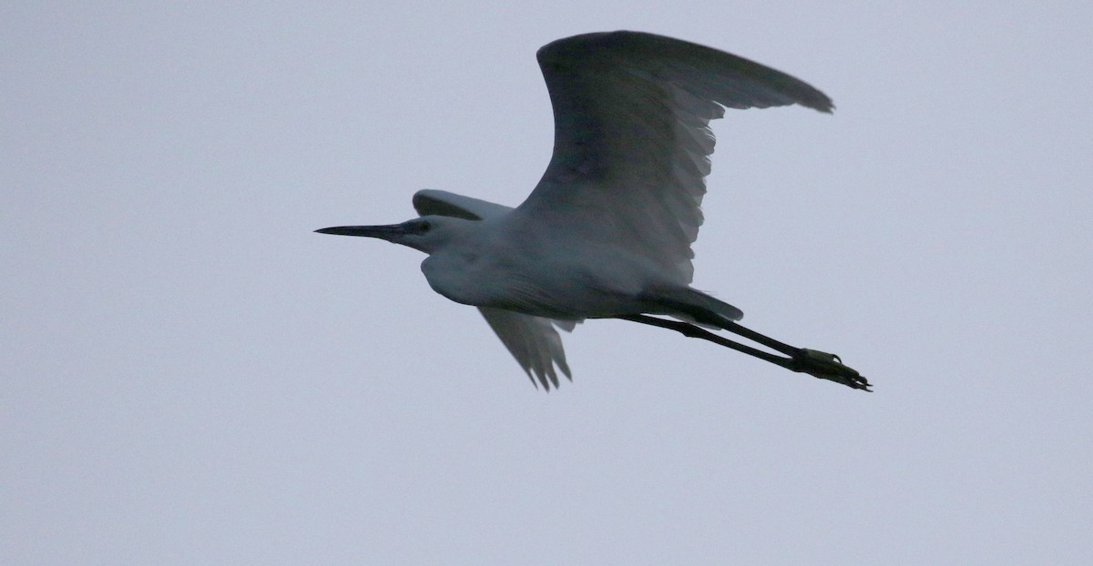 Western Reef-Heron (Western) - ML140395191