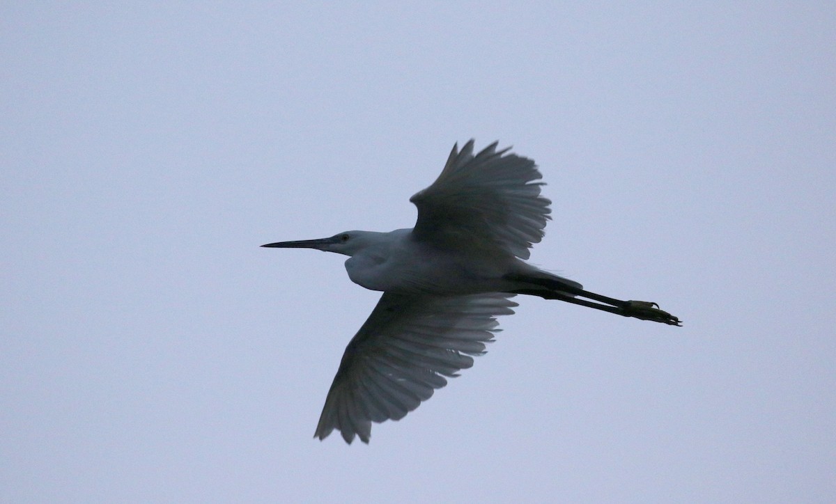 Western Reef-Heron (Western) - ML140395241