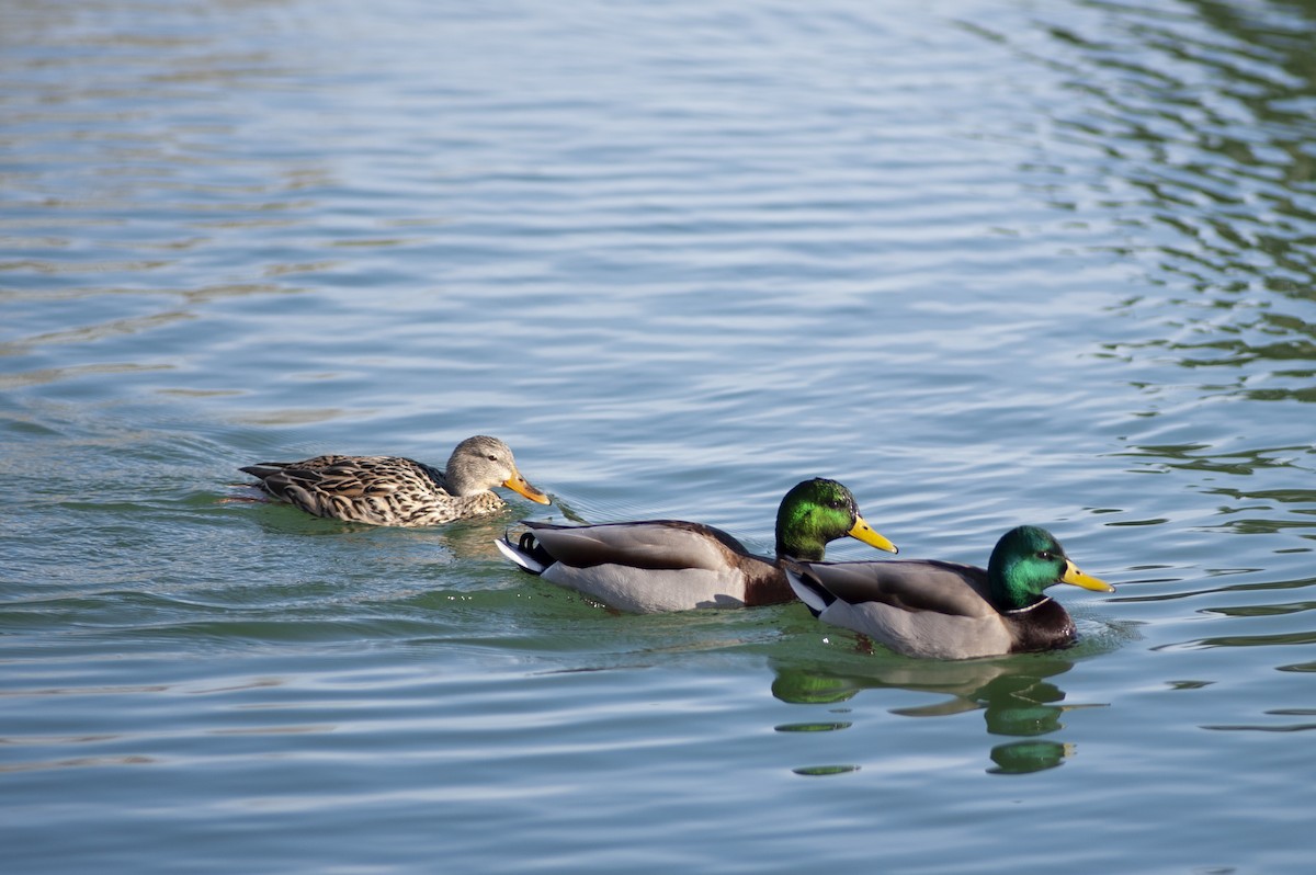 Canard colvert - ML140395311