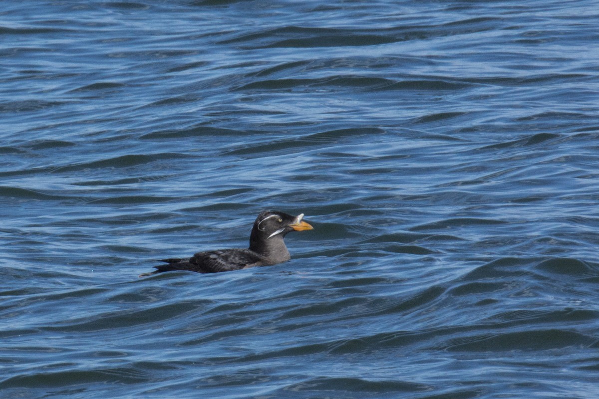 Rhinoceros Auklet - ML140395341