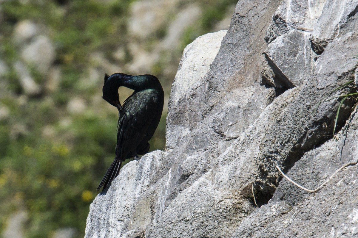 Pelagic Cormorant - ML140396031