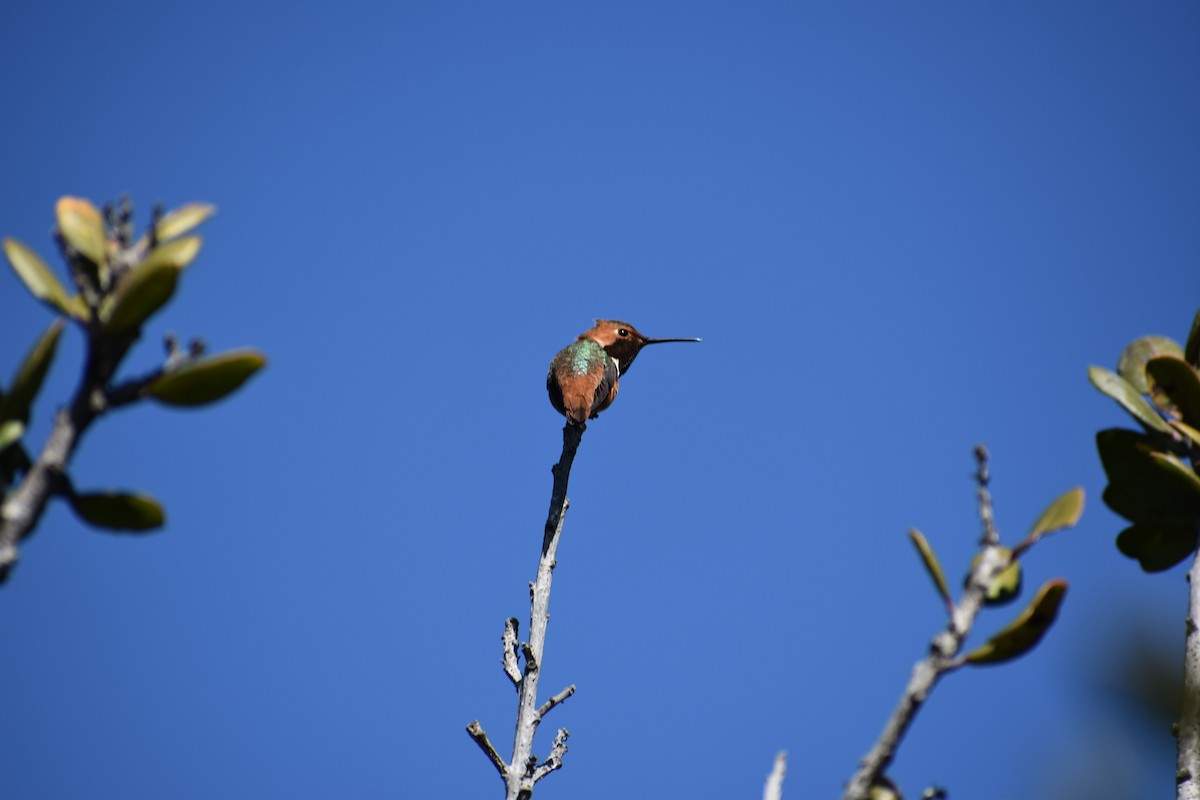 Allen's Hummingbird - Russell Allen