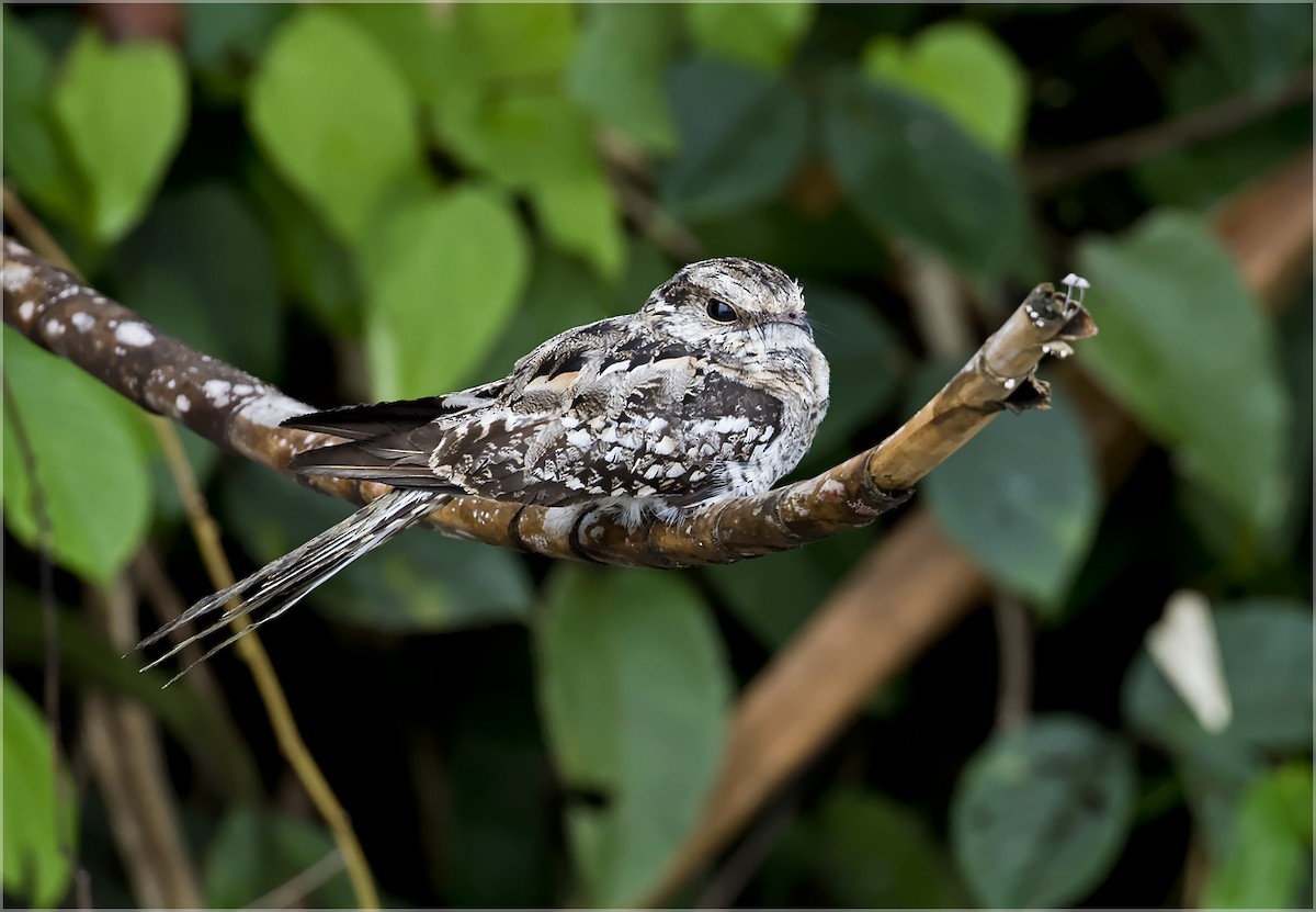 Ladder-tailed Nightjar - ML140396951