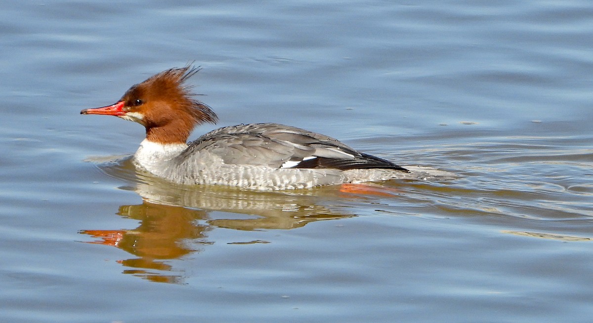 Common Merganser - ML140397201