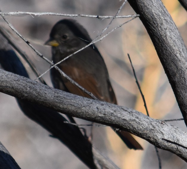 Fox Sparrow (Slate-colored) - ML140398941