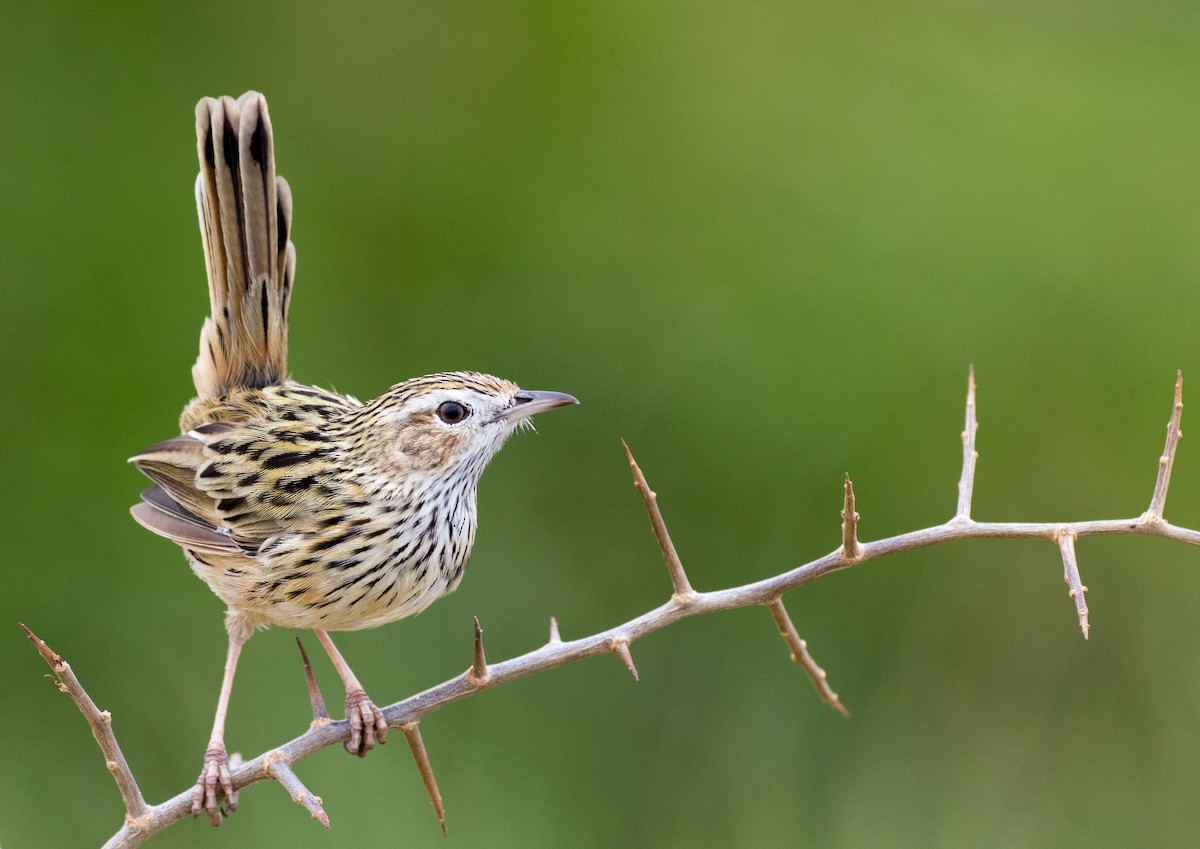 Striated Fieldwren - ML140399441