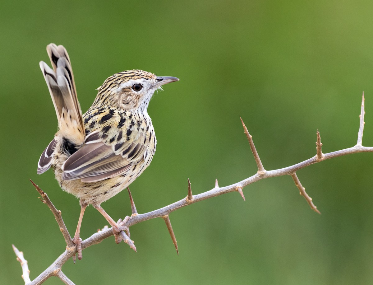 Striated Fieldwren - Chris Barnes