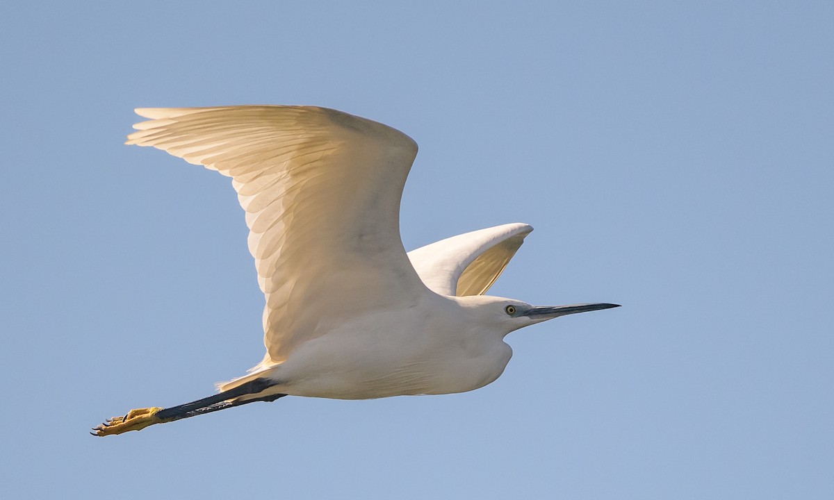 Little Egret - Becky Matsubara