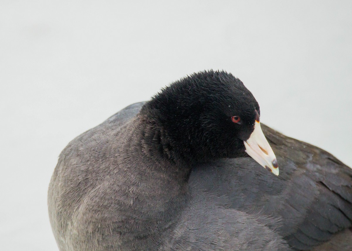 American Coot - Tom Lally