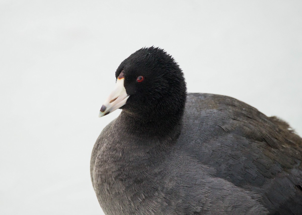 American Coot - Tom Lally