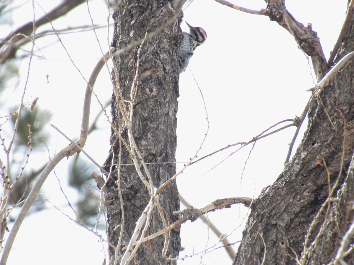 Ladder-backed Woodpecker - ML140401641