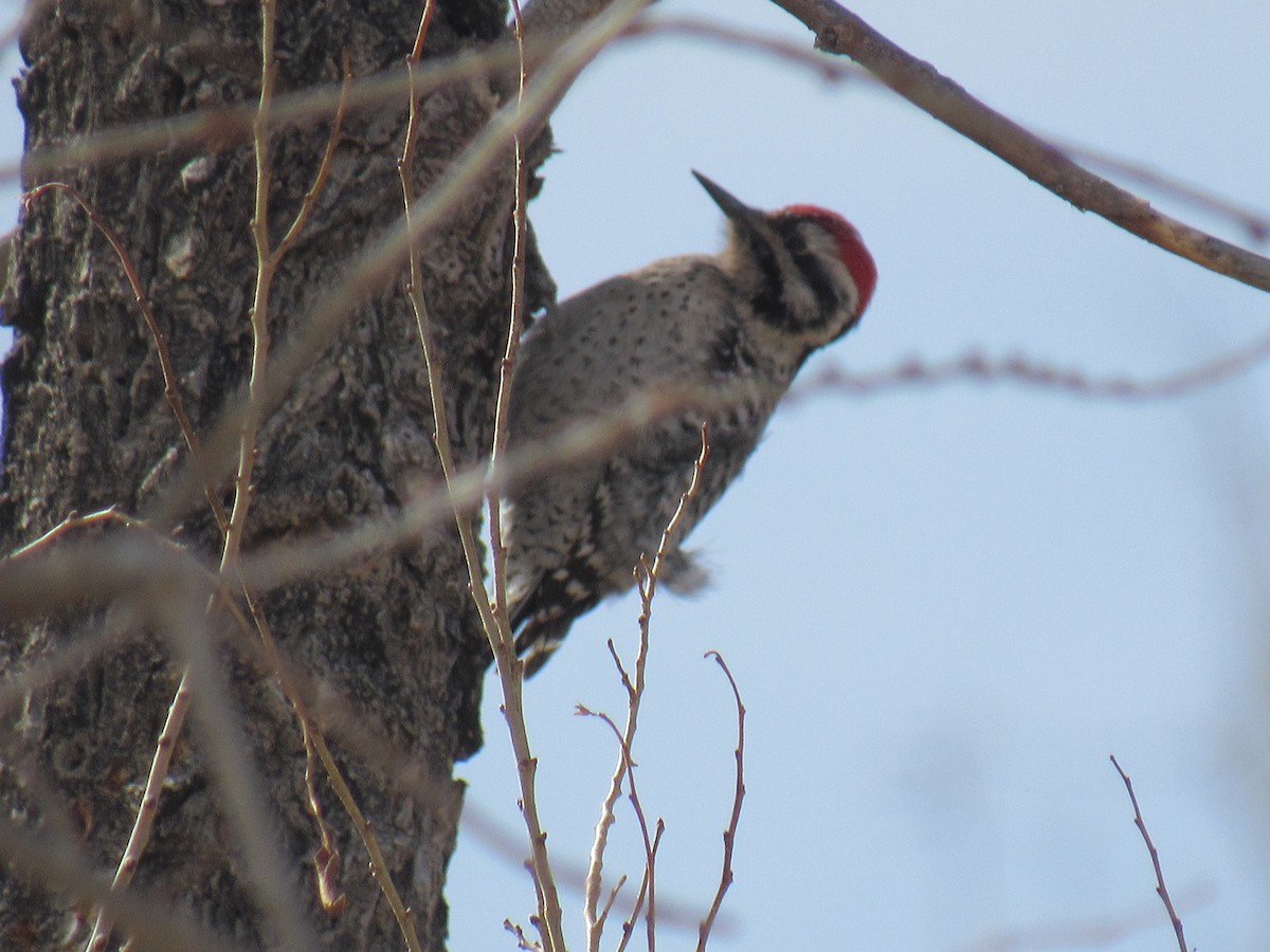 Ladder-backed Woodpecker - ML140401661