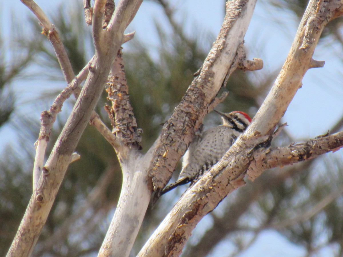 Ladder-backed Woodpecker - ML140401751