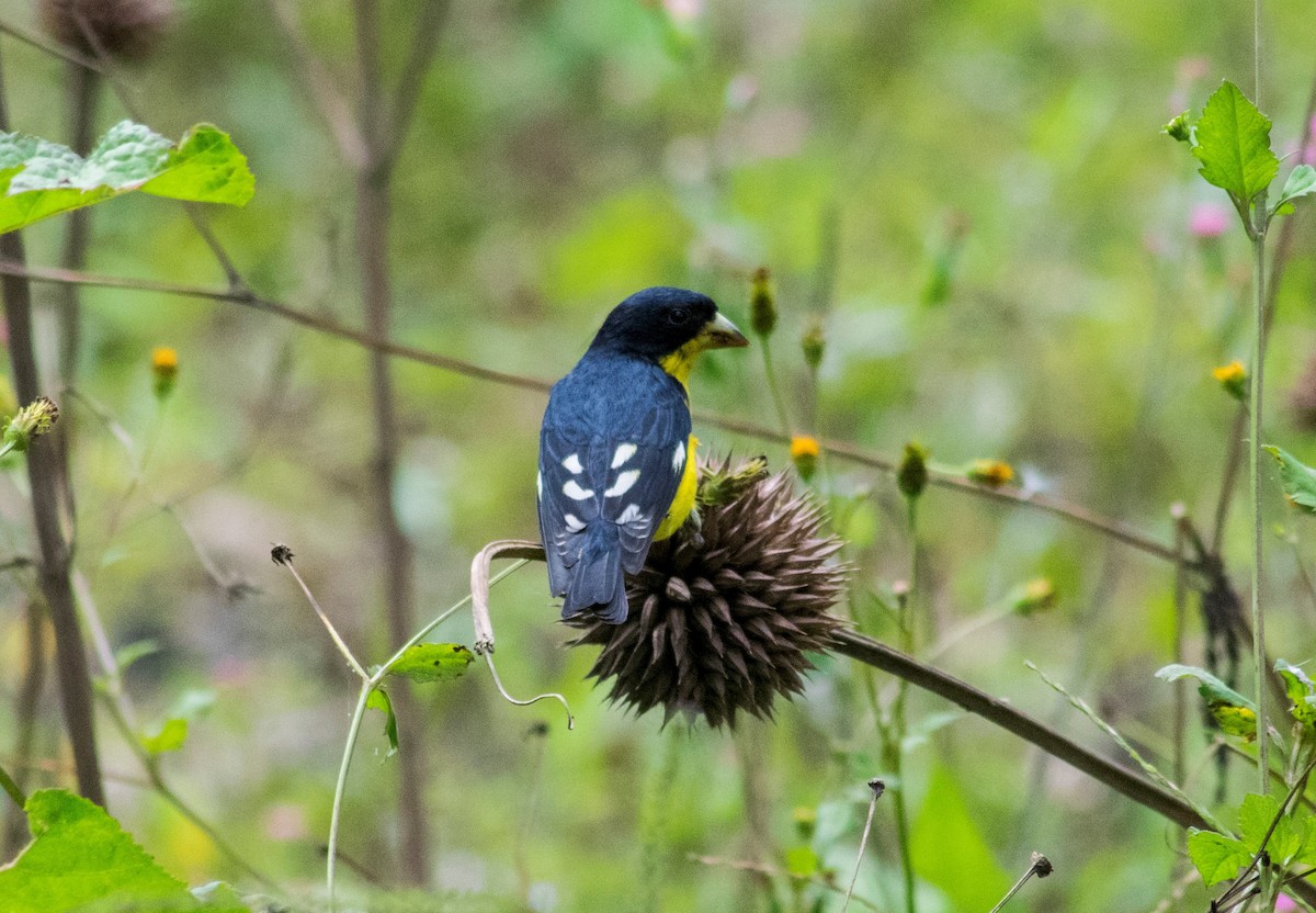 Lesser Goldfinch - ML140402341