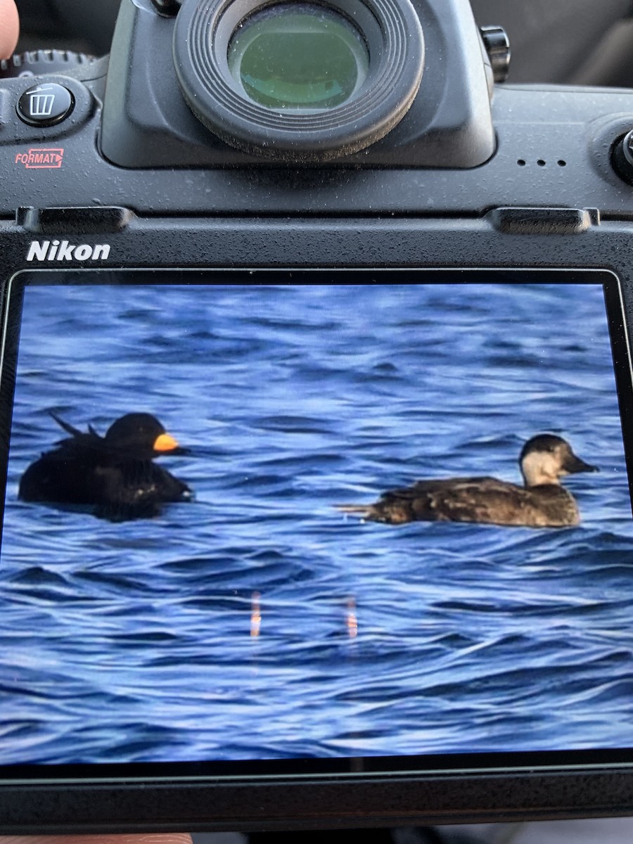 Black Scoter - Chase Moxley