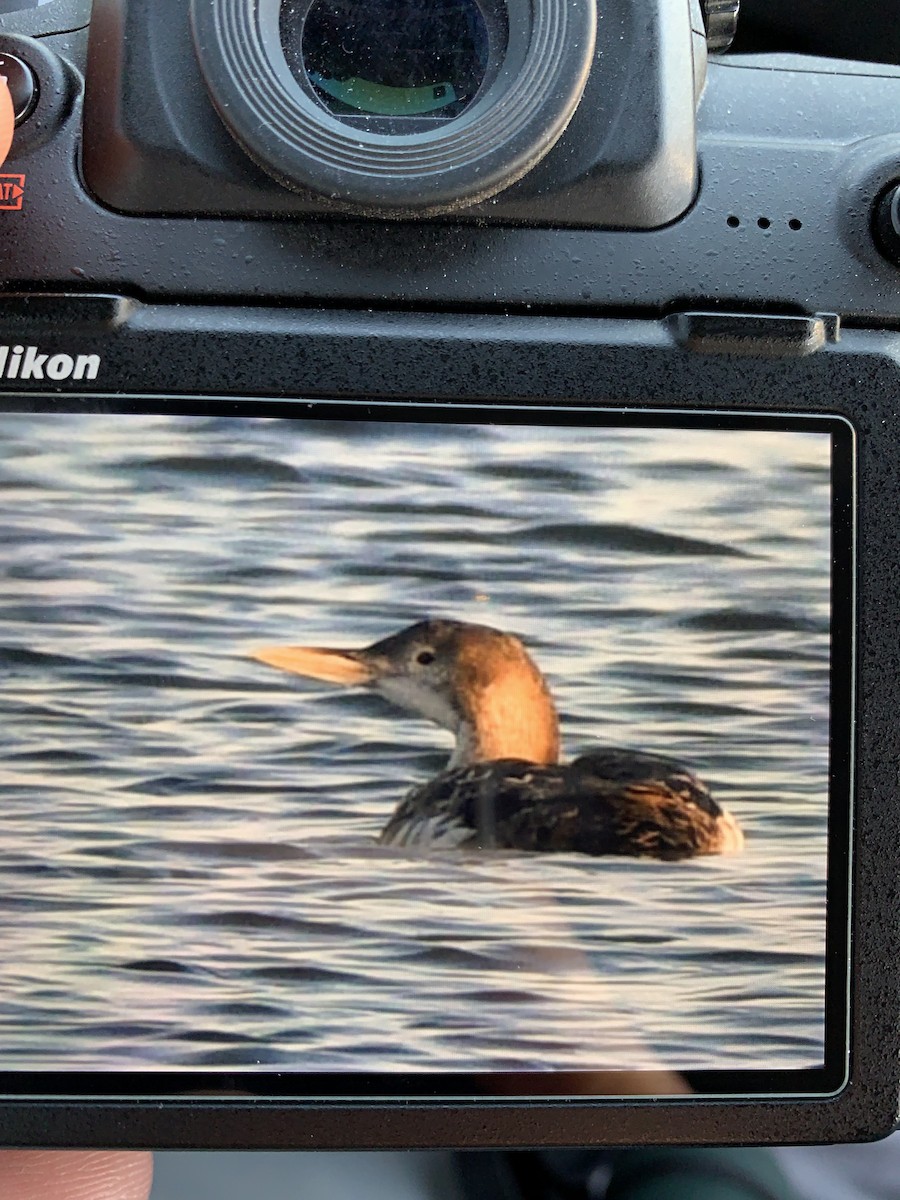 Yellow-billed Loon - ML140404611