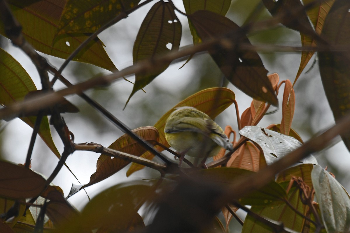 Rufous-browed Peppershrike - ML140407381