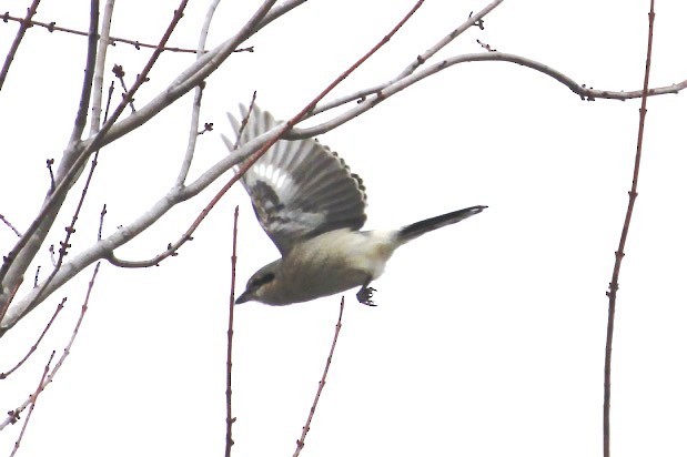 Northern Shrike - ML140407461