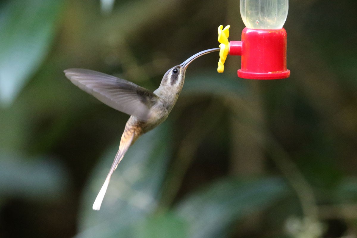 kolibřík tmavolící - ML140407651