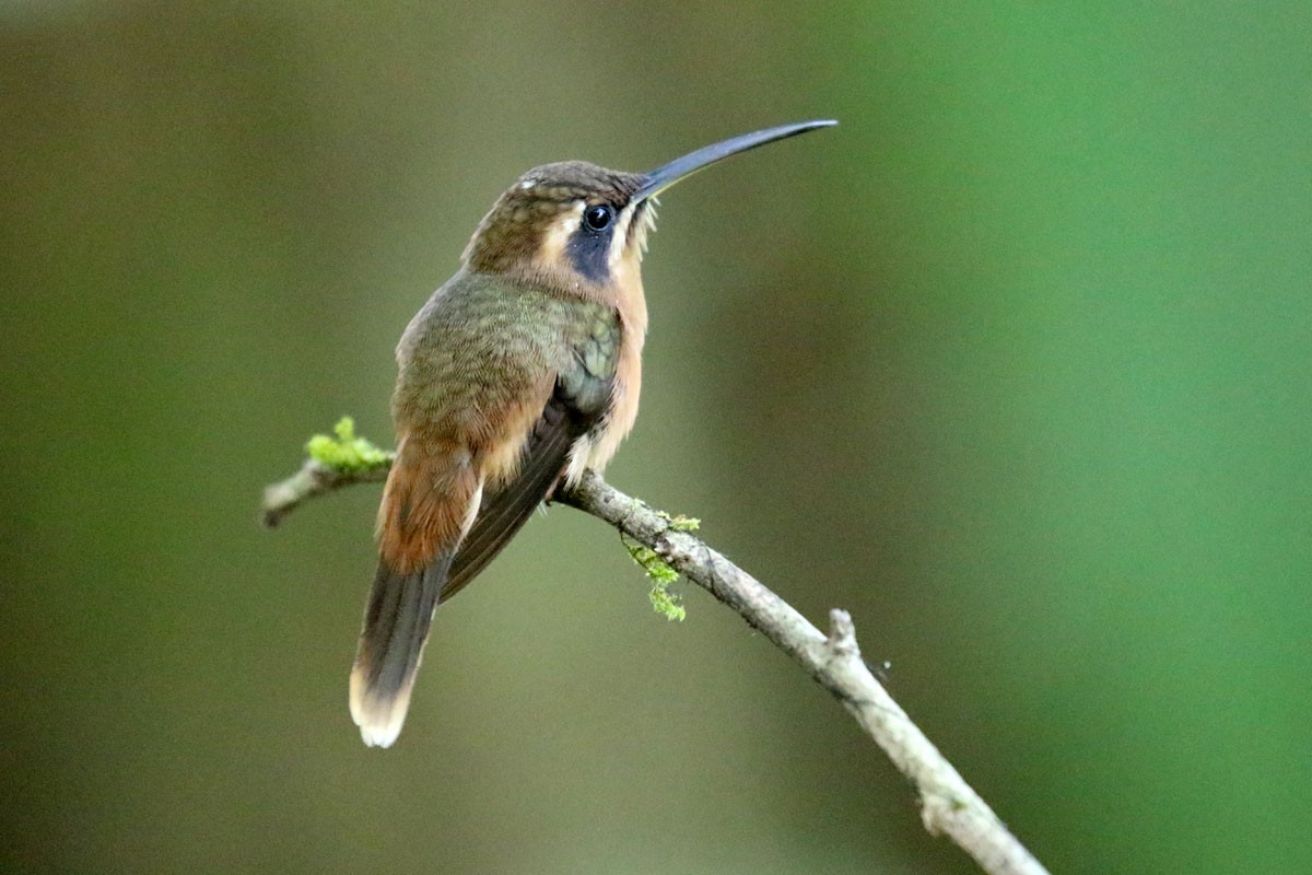 kolibřík proužkohrdlý - ML140407741