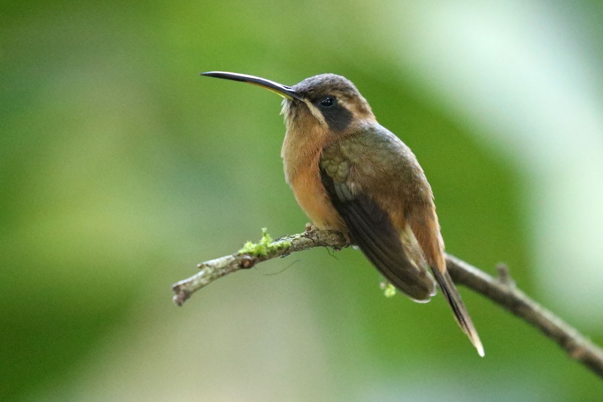 kolibřík proužkohrdlý - ML140407751