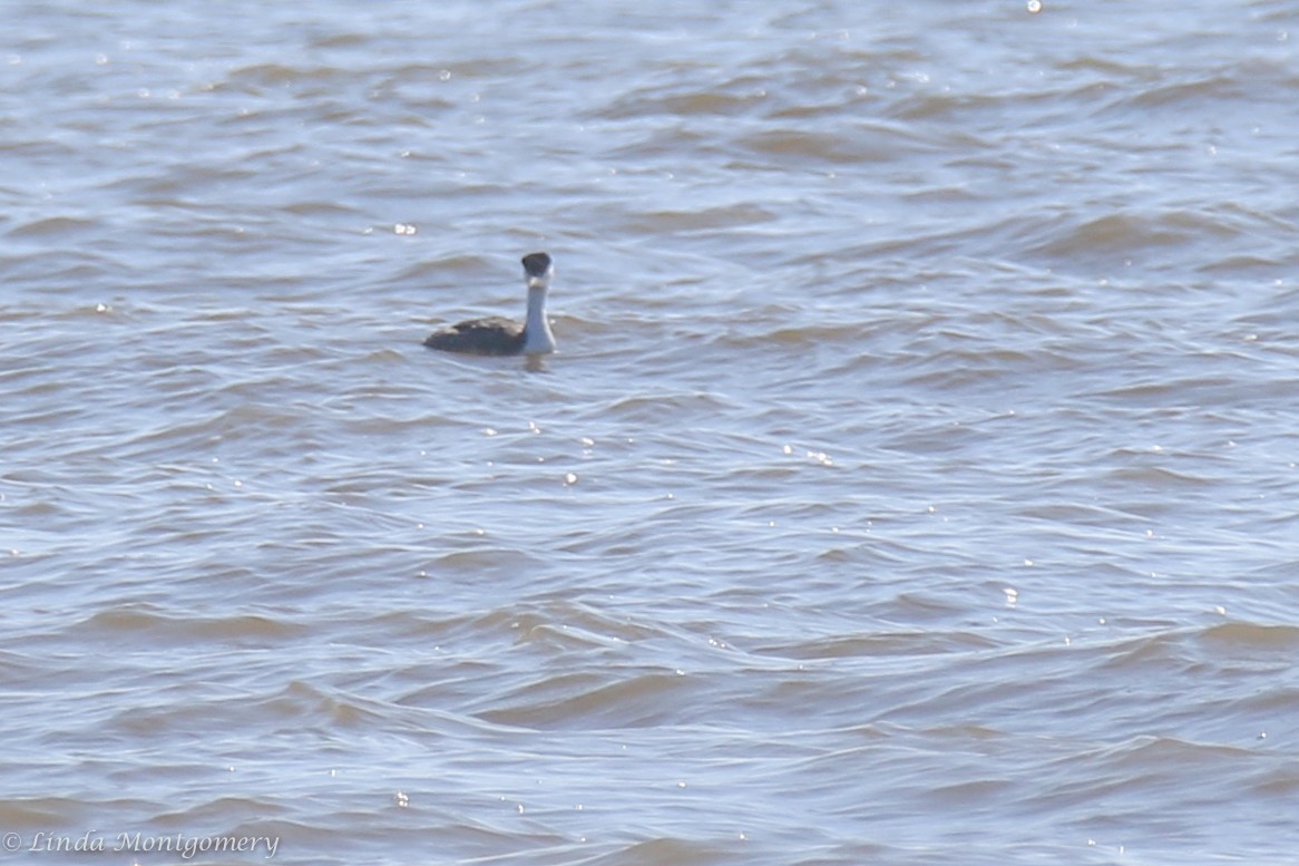 Western Grebe - ML140407921