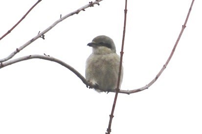Northern Shrike - ML140408061