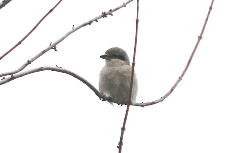 Northern Shrike - ML140408271